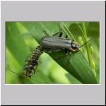 Cantharis obscura - Weichkaefer 02.jpg